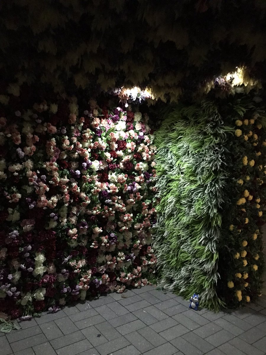 🐿ブルーチップ(公式)🐿 tweet media