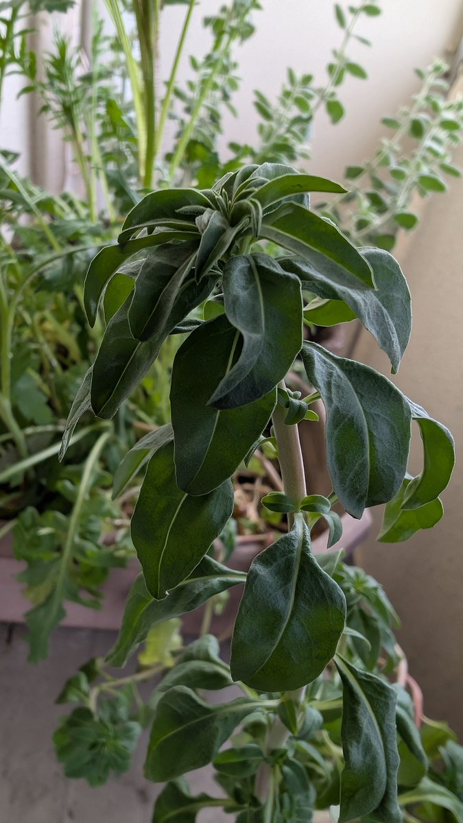 トバリジュウロー tweet media