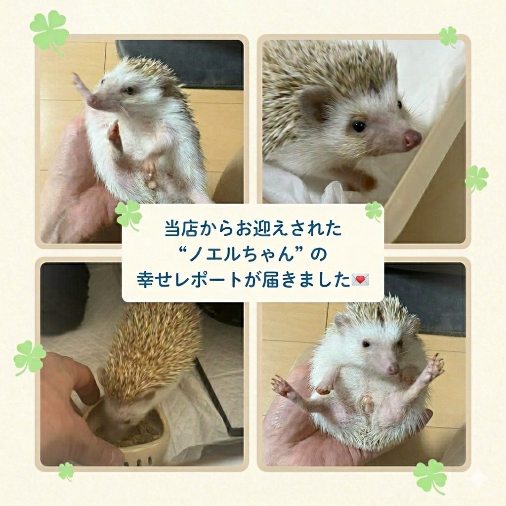 先日当店からお迎えされたクリスマス産まれの
『ノエルちゃん』🎄
ご飯もモリモリ食べて、
すくすく育っているとのご報告が届きました💌

当店では『お迎え(生体購入)相談会』を
参加費無料で開催しております✨️
お気軽にご連絡ください♪

#ハリネズミ販売　#ハリネズミ飼育　#名古屋
