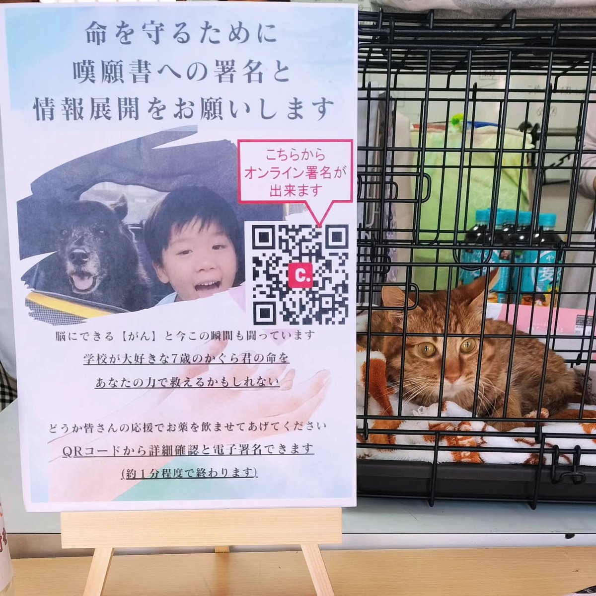 次は森！森りょうじ tweet media