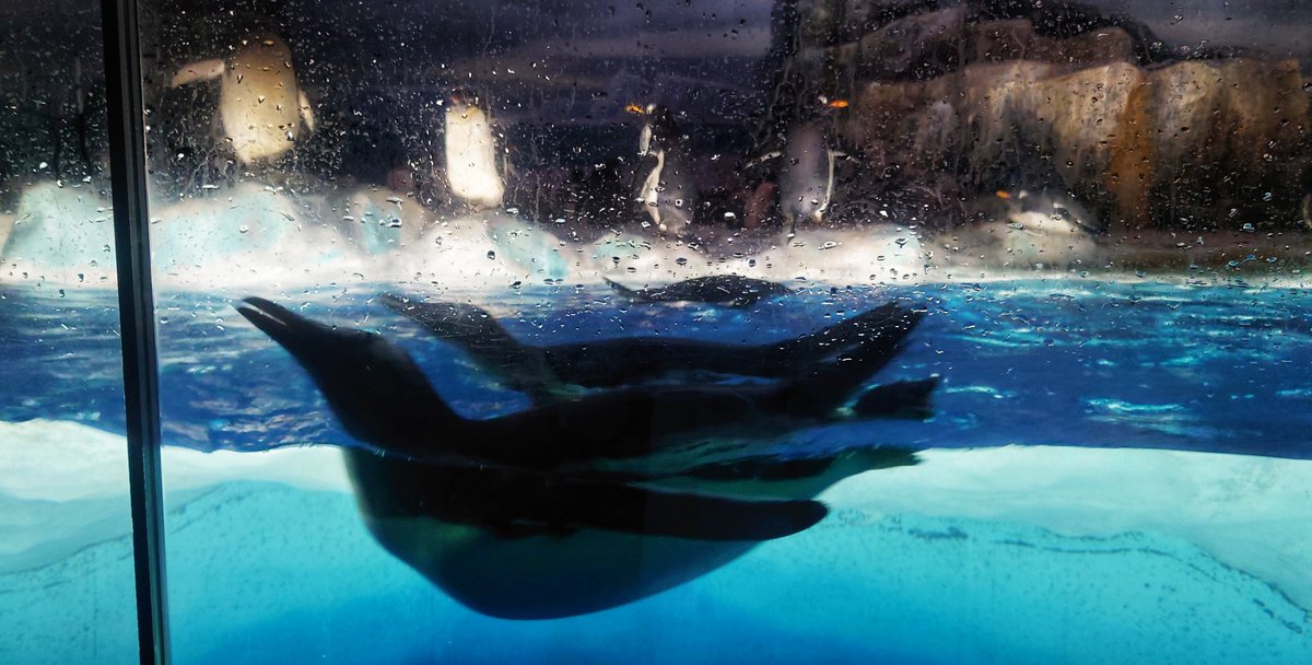 のーす tweet media