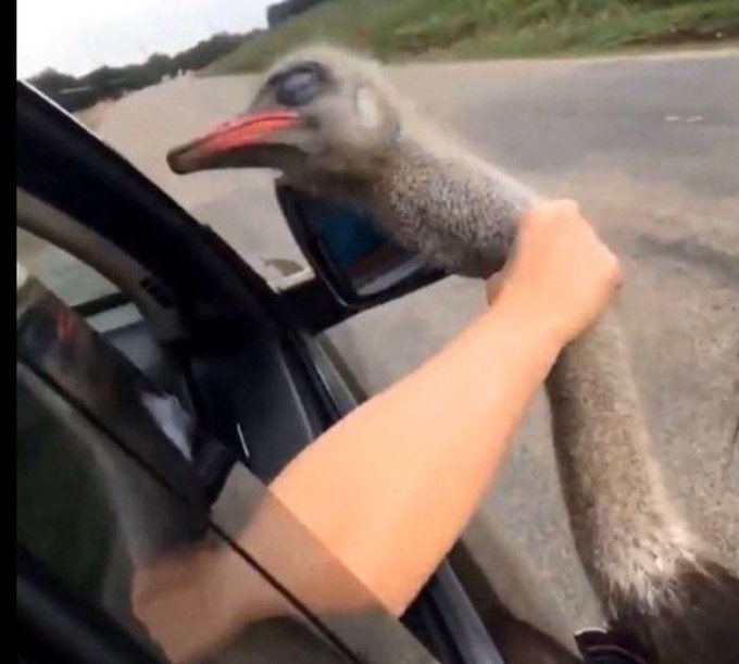 Ai_Mambe tweet media