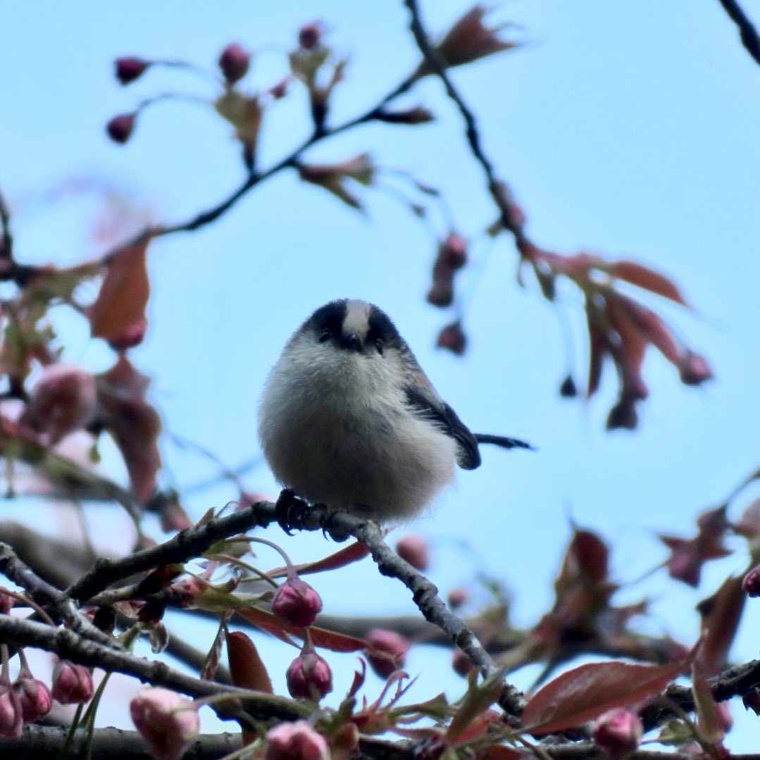 Re:mimu / ひなた未夢 tweet media