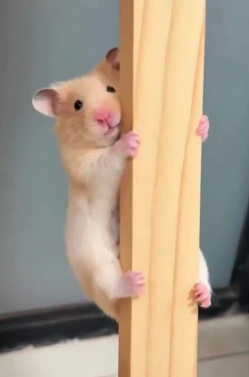 햄스터 서경배 tweet media