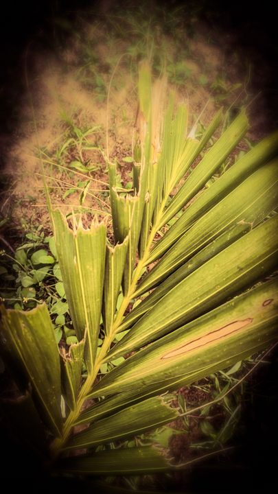 Demha_01's tweet photo. Art of the Day! "serrated palm leaves". Buy at: https://t.co/6vlA7Y8Epk https://t.co/g0VxApdyt9