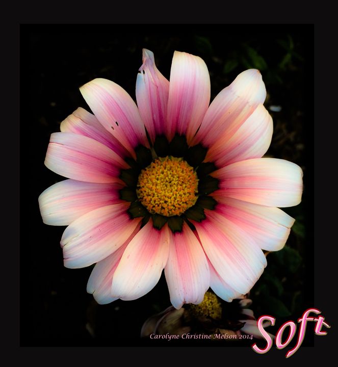 CCMagia's tweet photo. Art of the Day! "Soft!". Buy at: https://t.co/fxuv78kggi https://t.co/ic4Au4f8mK