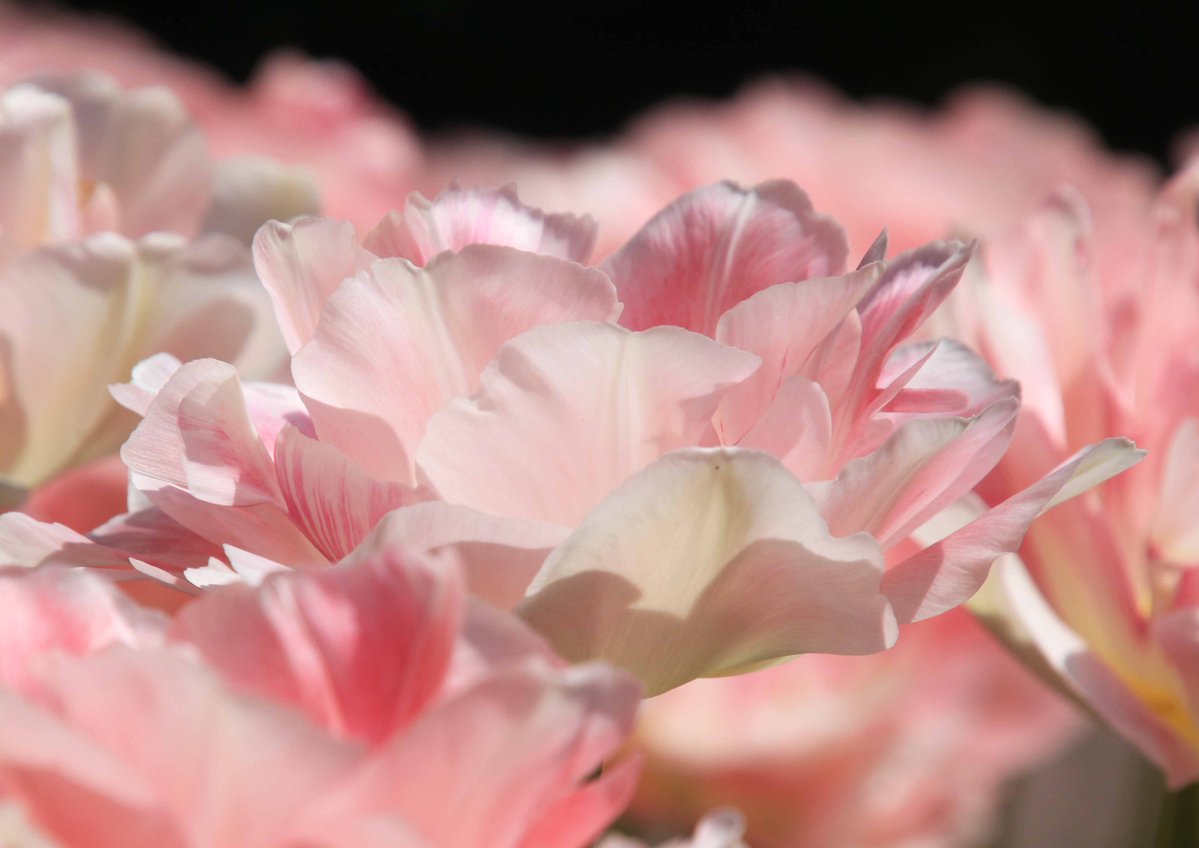 片柳弘史 tweet media