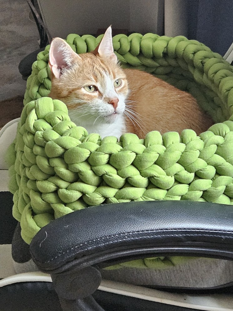 дримкор бимбомешалка tweet media