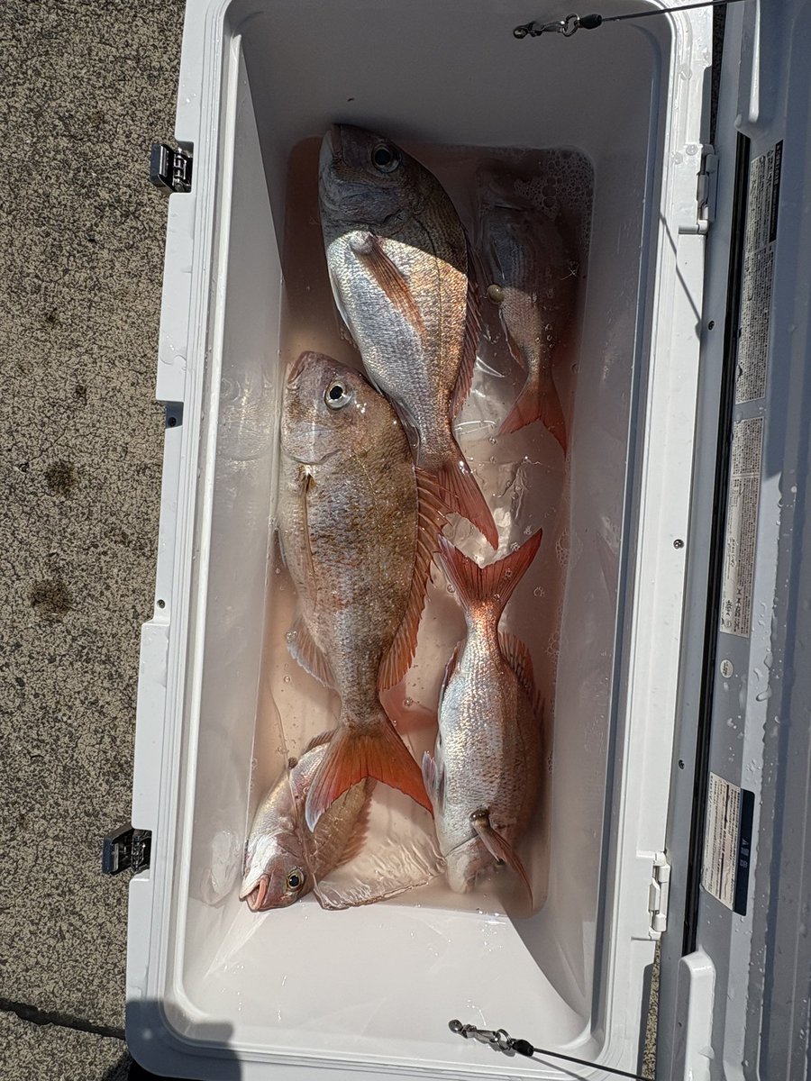 あわー(J.F.F) tweet media