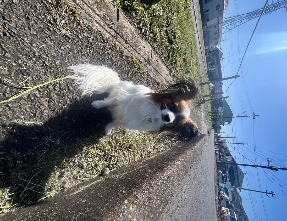 📢 迷子犬・保護犬情報 - 茨城県 〒308-0052 茨城県筑西市菅谷字石堀１５１３

茨城県 〒308-0052 茨城県筑西市菅谷字石堀１５１３からの情報です。
詳細はこちら👇
lostpet.jp/51066

※画像はlostpet.jpより
#迷子犬 #拡散希望 #茨城県 #〒308-0052