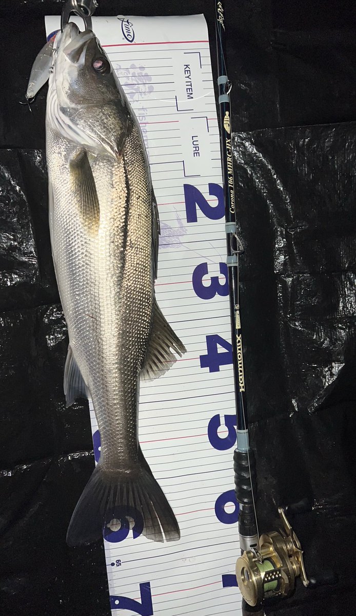 ゆうた tweet media