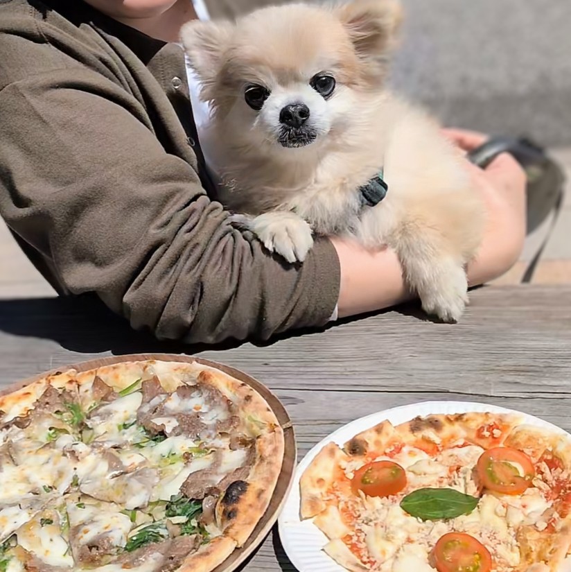 0829Eva's tweet photo. 久々にネルフくんと
お出掛けしました(⁠*⁠´⁠ω⁠｀⁠*⁠)

わんちゃんピザを
食べましたわん〜U⁠^⁠ｪ⁠^⁠U

#ポメチワ
#12歳35日
#道の駅せせらぎの里こうら
#わんちゃんピザ
#特選近江牛ピザ https://t.co/R16NzFJeqL