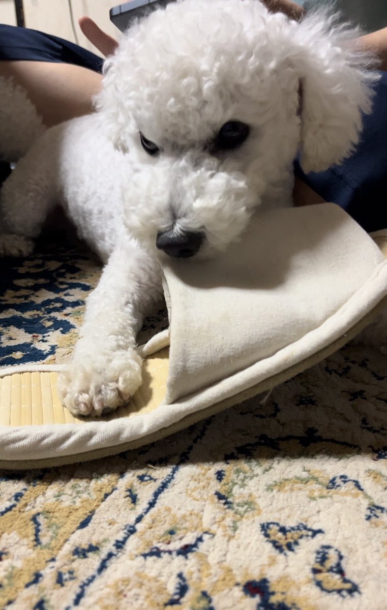 朗らかな犬 tweet media