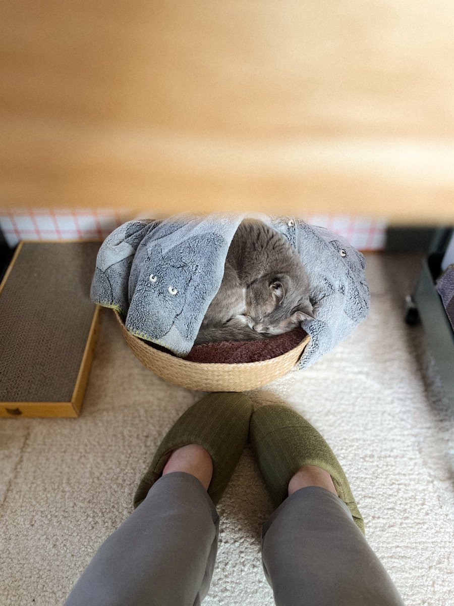 MEG THE CAT tweet media