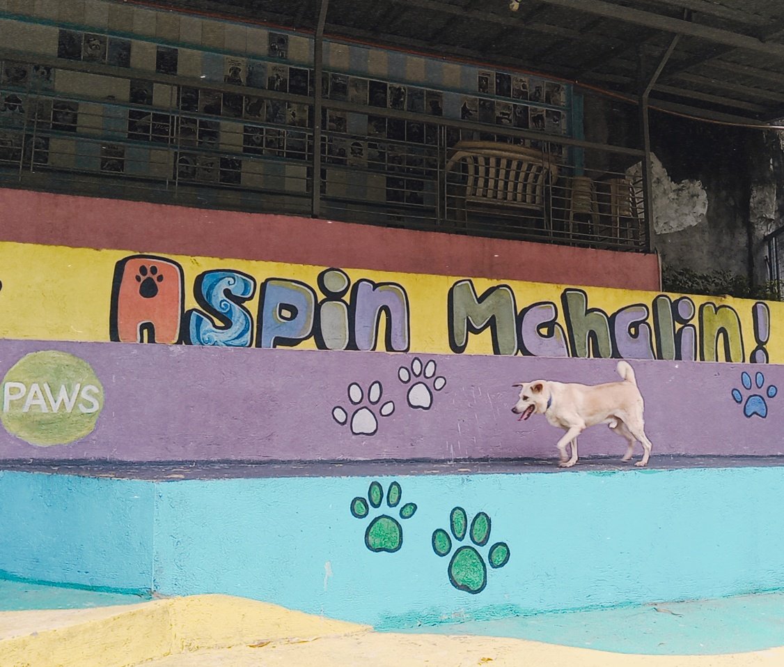 Only 6 days left until our shelter feeding program! Quote this with a pic of your pet or any animal you’ve spotted lately 🐾💖
donation form: bit.ly/DonationSFSdon…
#STAYSforSTRAYS