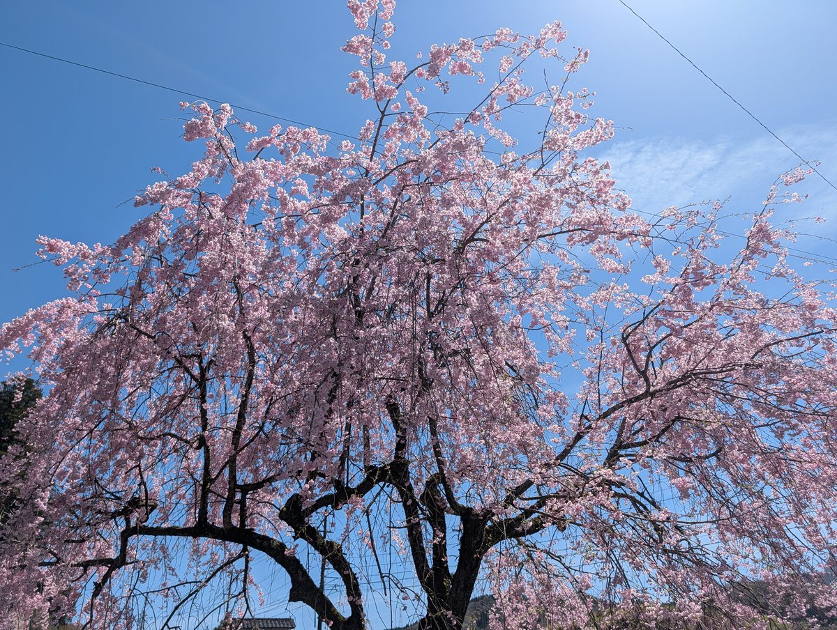 sakurapzero(総帥) tweet media