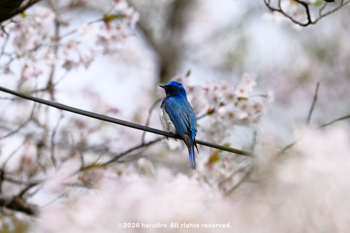 はるじろ。 tweet media