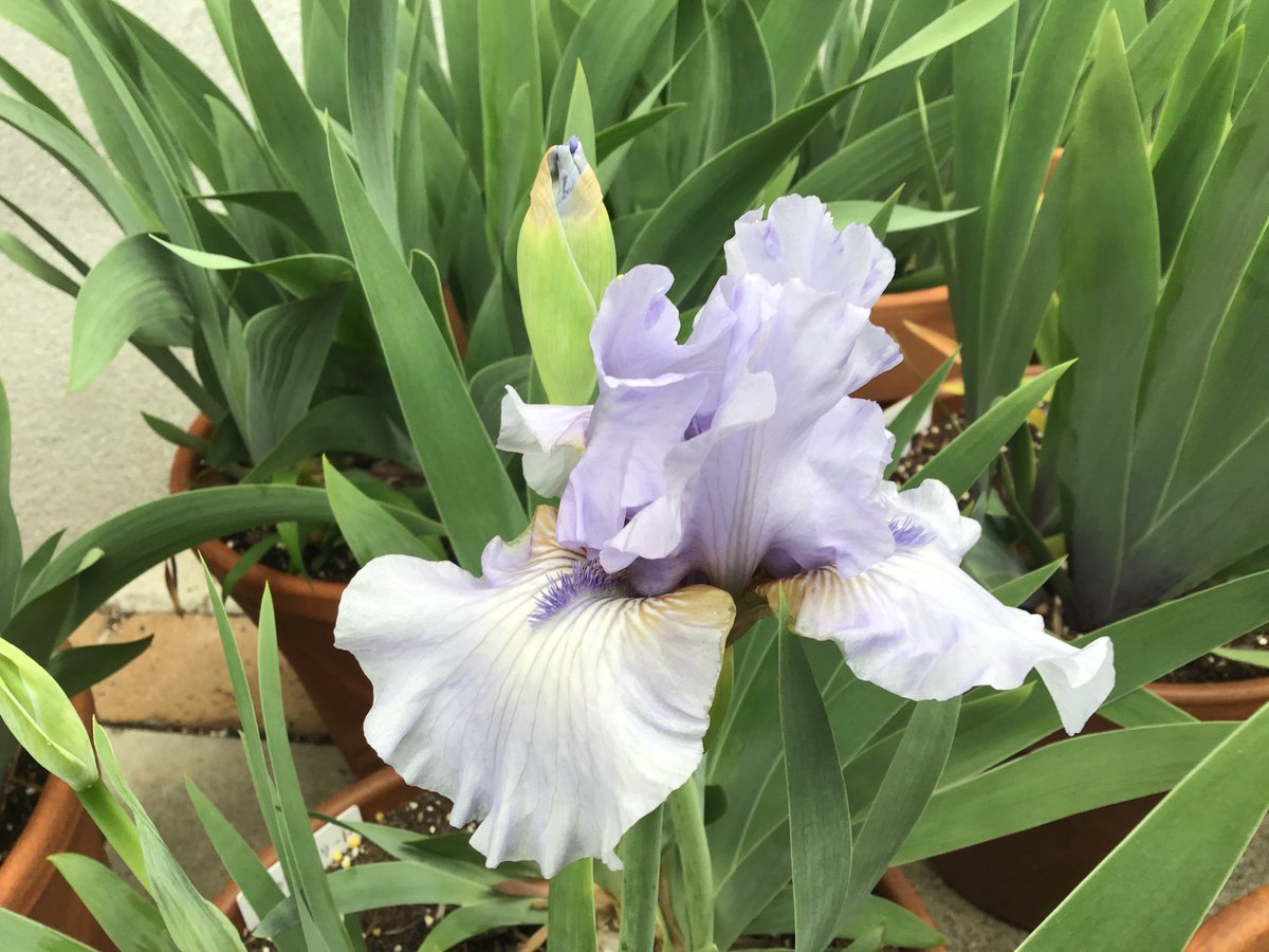 jh6dfj's tweet photo. 花が咲きました。 https://t.co/zHdvrSFb2N