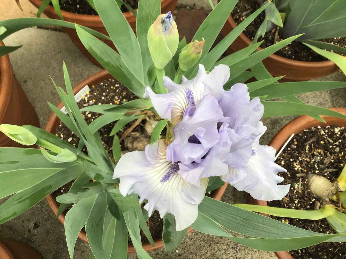 jh6dfj's tweet photo. 花が咲きました。 https://t.co/zHdvrSFb2N