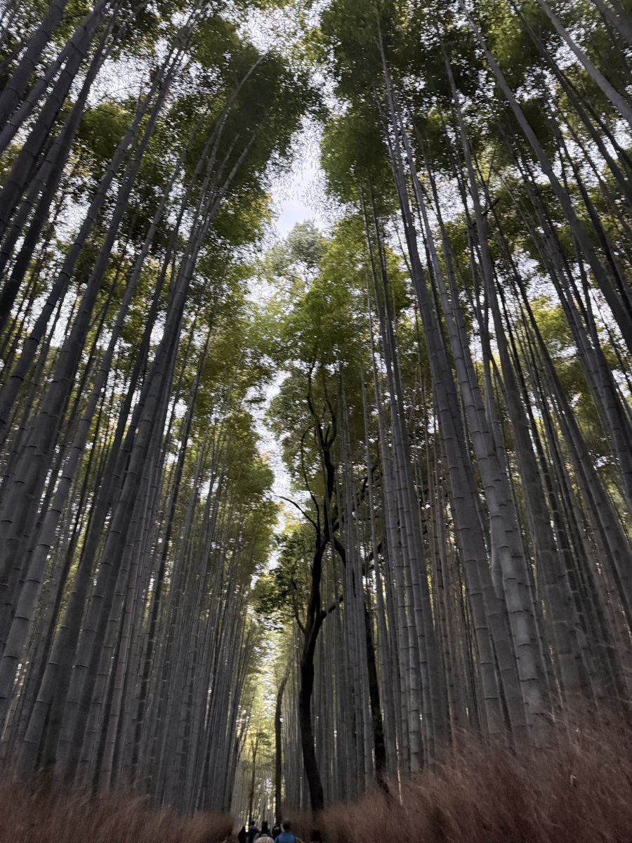 ぴちびあわっさぁ！！🍑 tweet media