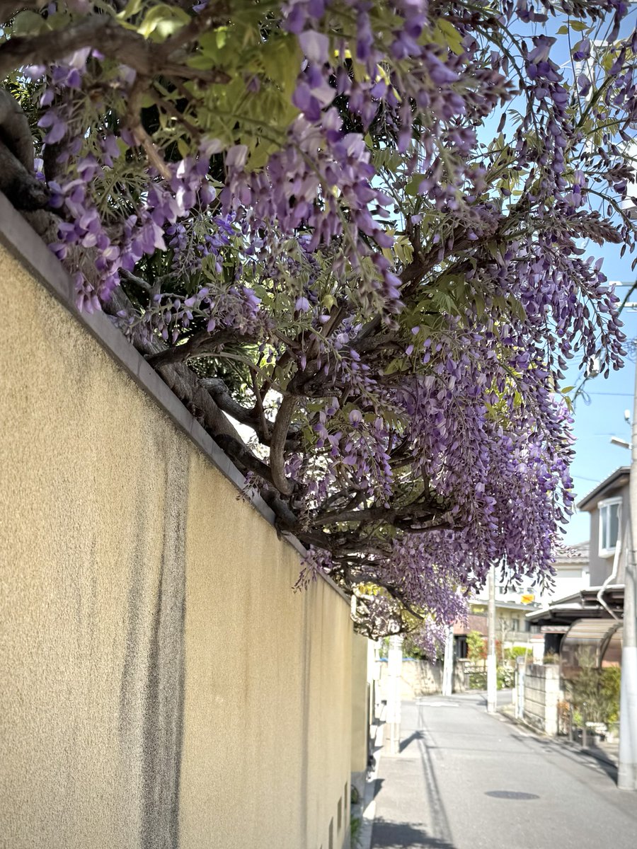 自宅の塀をこんな風に飾れる人が羨ましい