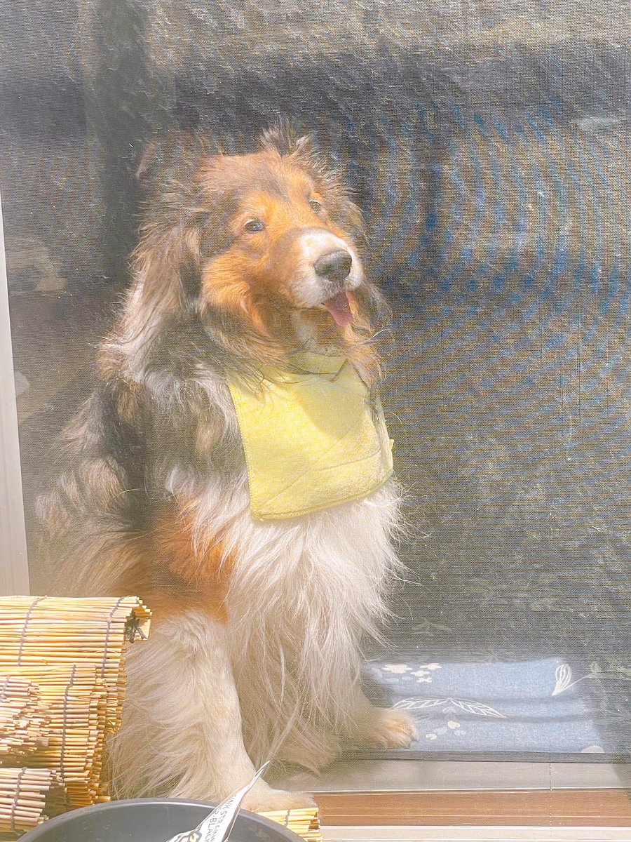 Sheltie_takeru's tweet photo. 久々の投稿。お天気が良いからメダカの水換えしました。イッヌ兄は自分も参加したそうだったけど母ちゃんに断られたので網戸にひっついて寝てました。でも写真撮ったら起きた。イッヌ弟は覗きにも来ず昼寝してます。網戸がドロドロです。
#シェルティ #シェットランドシープドッグ https://t.co/RXKPahspFt