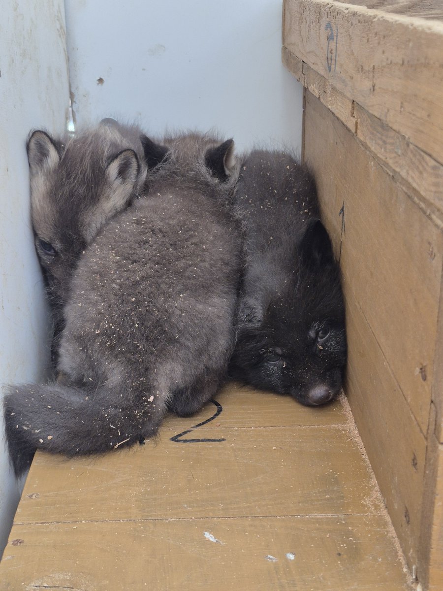 宮城蔵王キツネ村(公式)🦊 tweet media