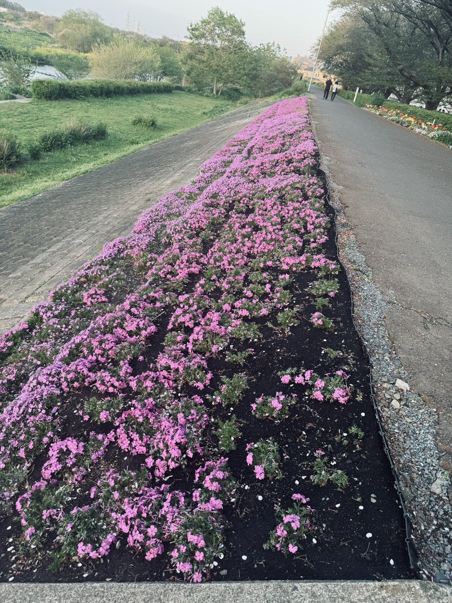 T3/星野夢見 tweet media