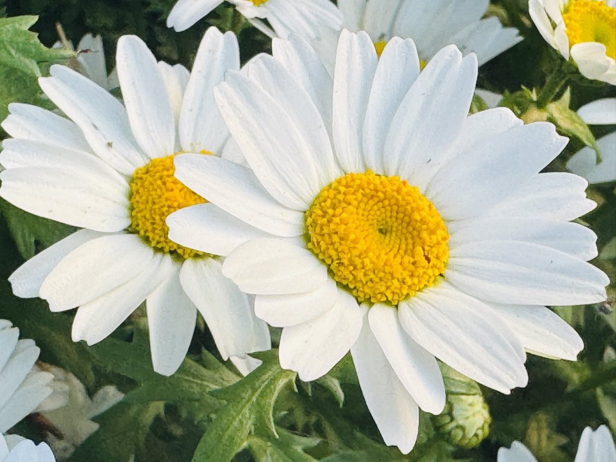 T3/星野夢見 tweet media