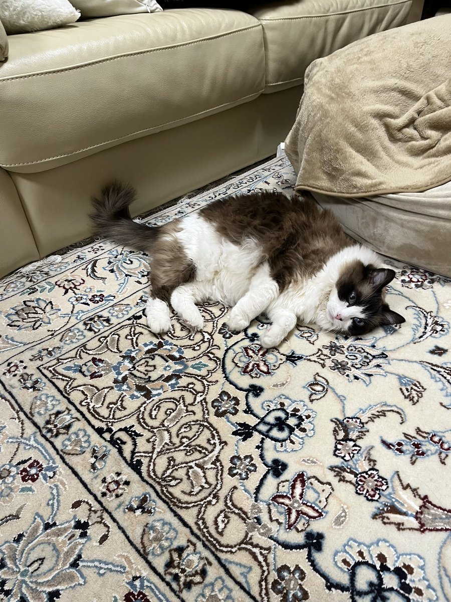 るる＆らら tweet media