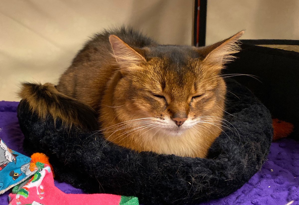 Craig S. C. Okajima tweet media