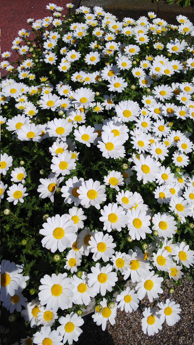 MARi_mannenrou tweet media