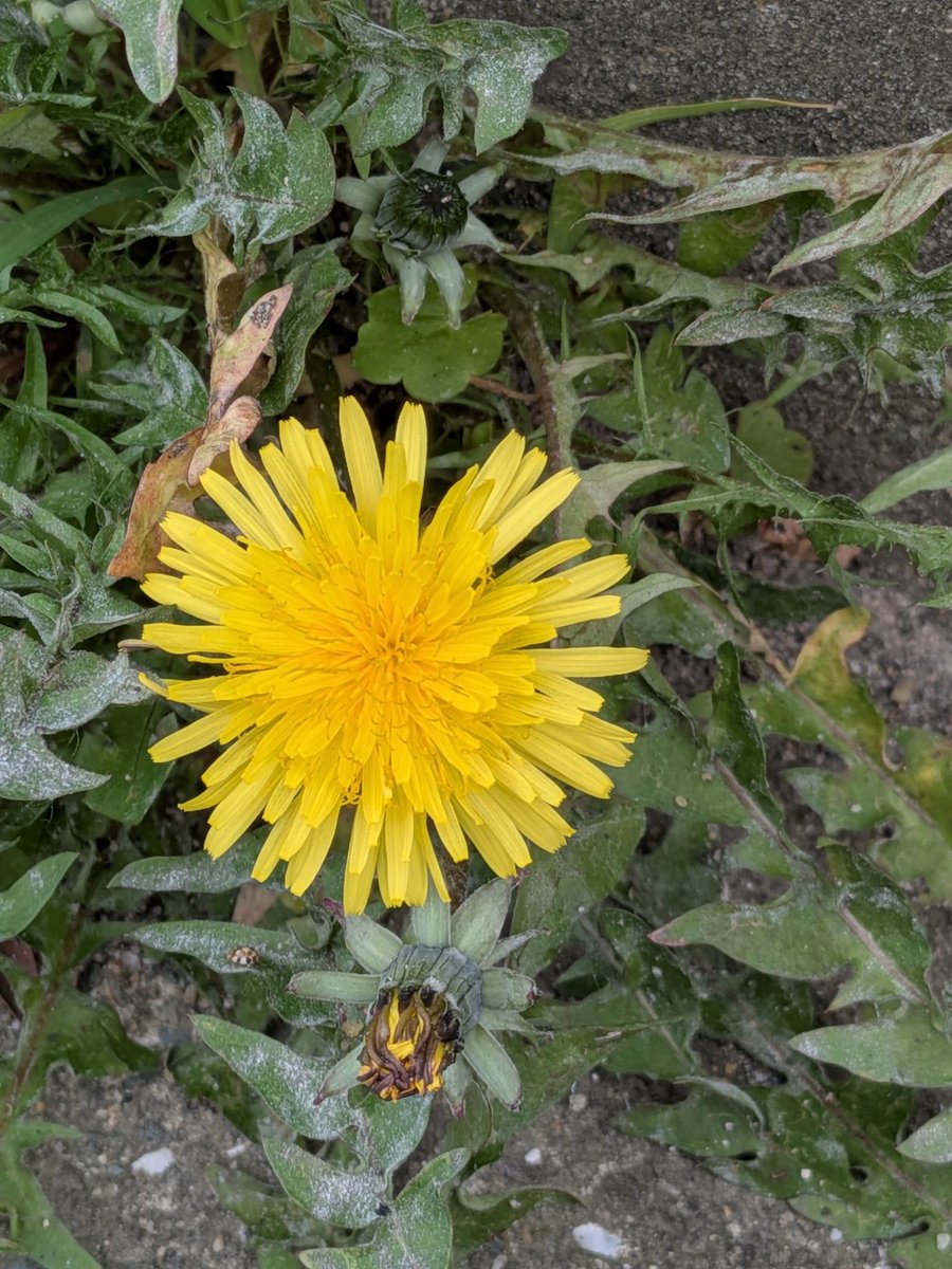 稲子(とうこ)&漣(れん) tweet media