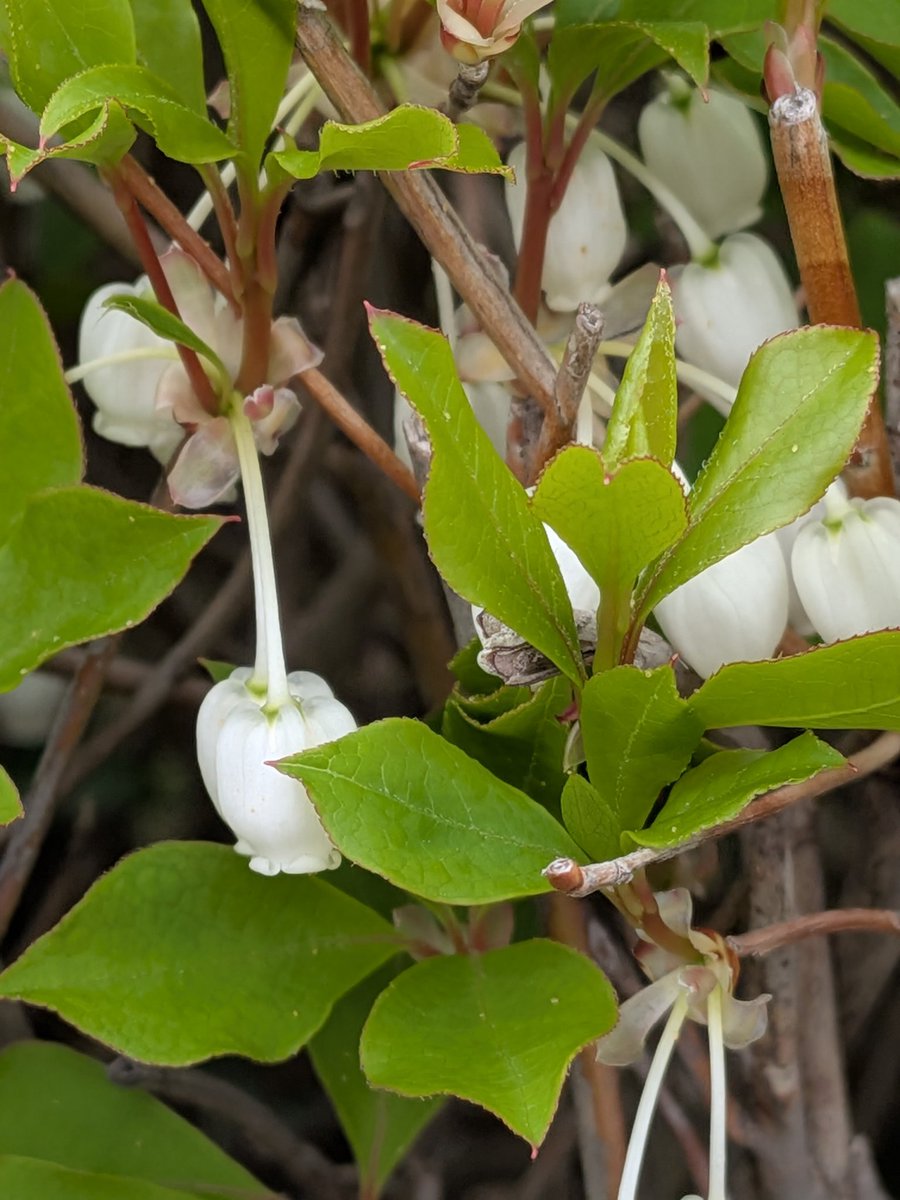 稲子(とうこ)&漣(れん) tweet media