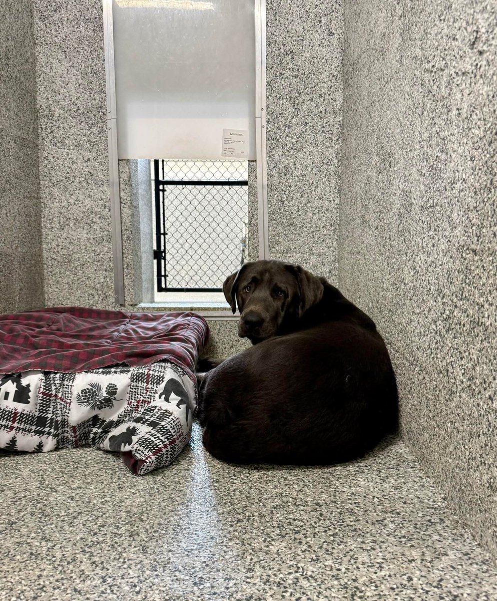 Eman_8282's tweet image. Meet Angie, she is 19 today. Happy Birthday, Angie 🎂🥳🎁🎊🎂.