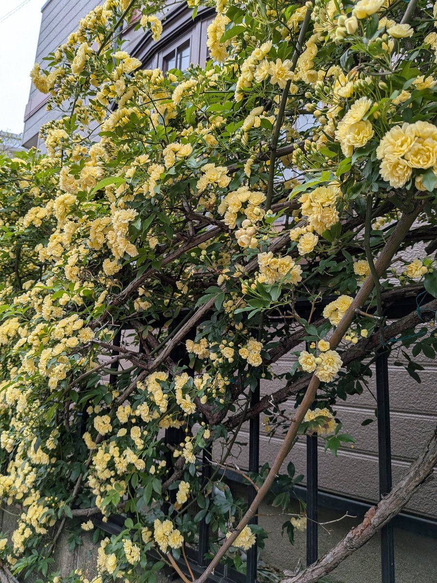 稲子(とうこ)&漣(れん) tweet media