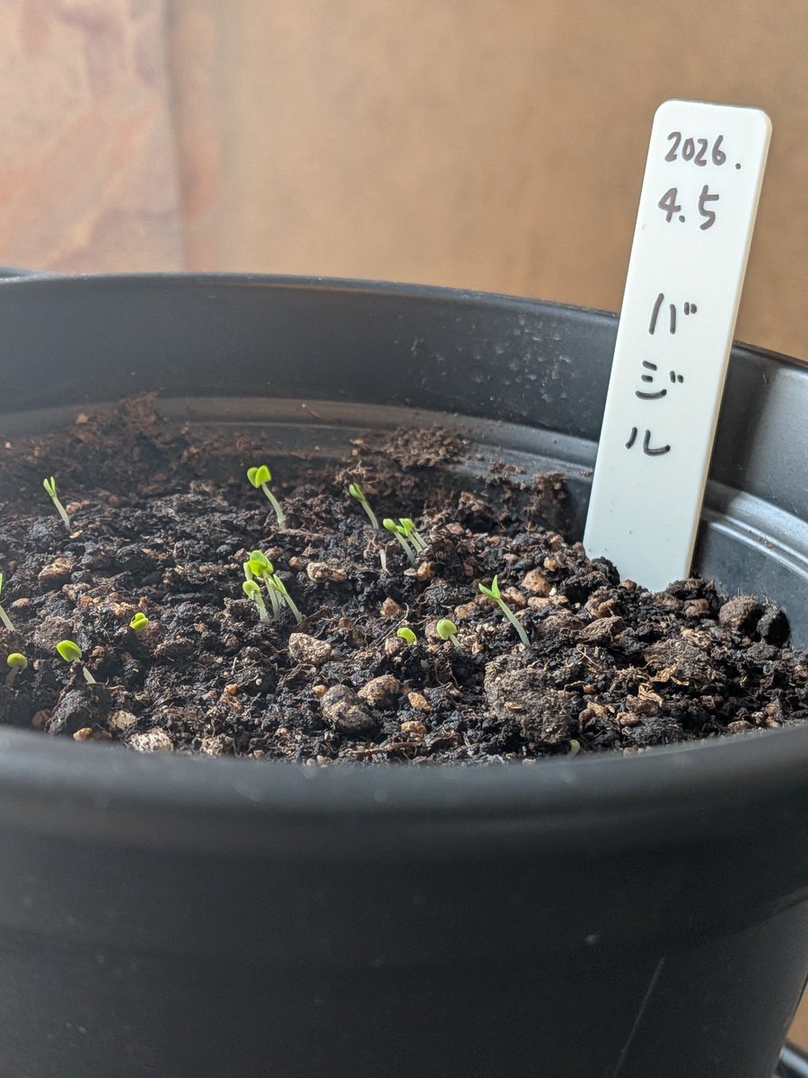 shall〜北国の室内ハーブ園 tweet media