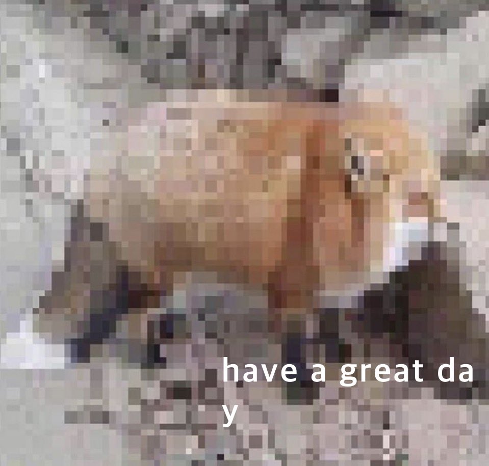 sage the fox the fox tweet media