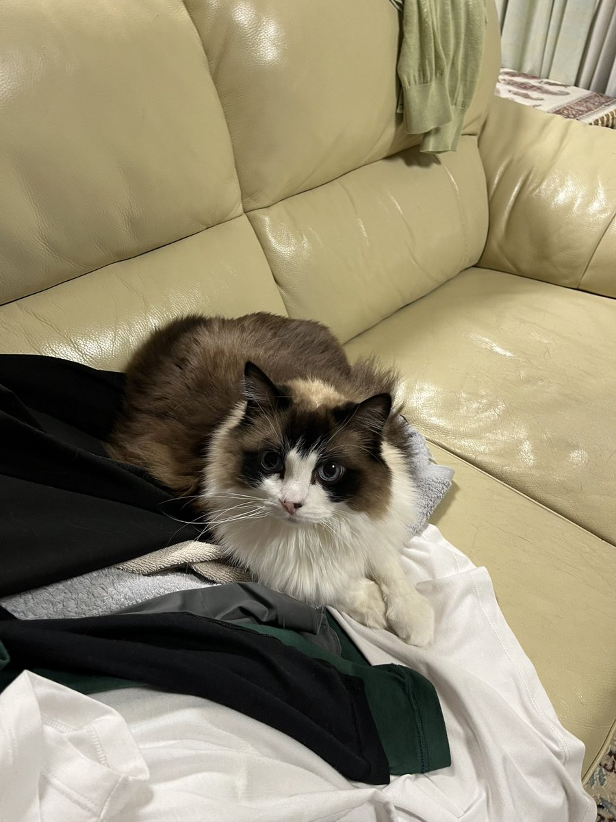 るる＆らら tweet media