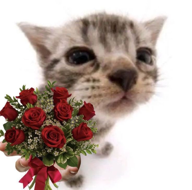 𑣲— 𝔂𝙤𝙪𝙧.𝙥⁷ ♡⸝⸝ tweet media