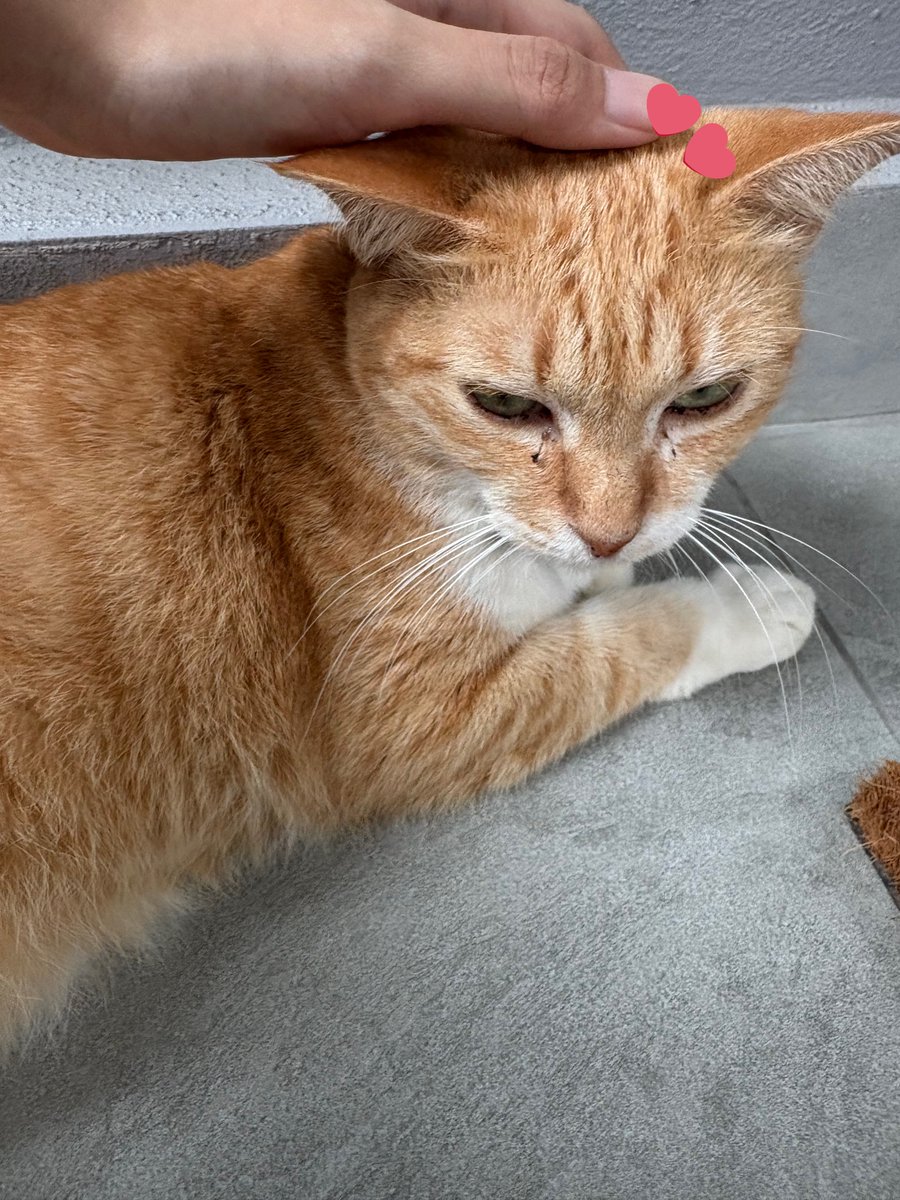 hannie 🦔 tweet media