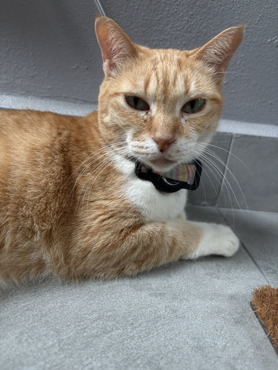 hannie 🦔 tweet media