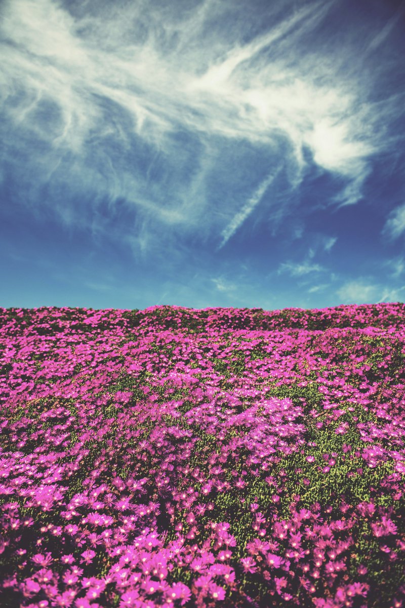 purenature_1's tweet image. Beautiful flower field 🌸🌼 #LOVE