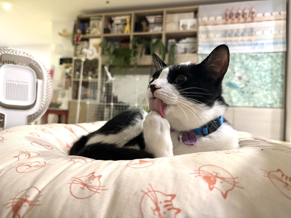 Pao 🐈‍⬛ tweet media