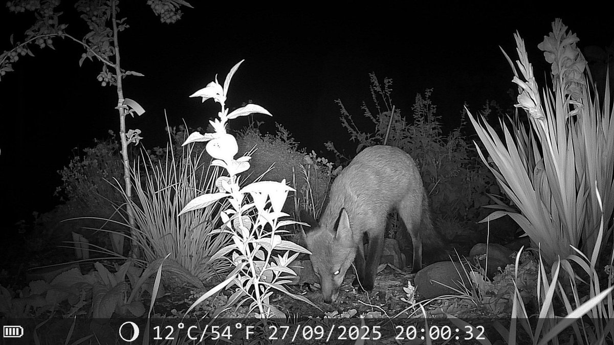 Chris Packham tweet media