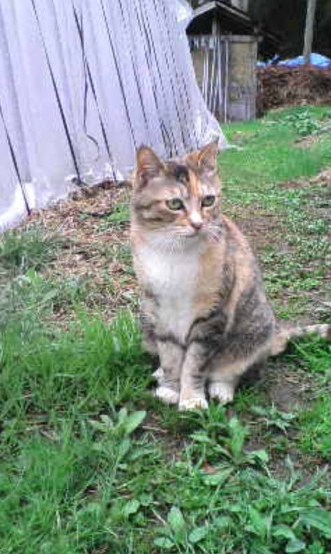 🐾🌈緋色♪ (ひいろ)🌈🐾 tweet media