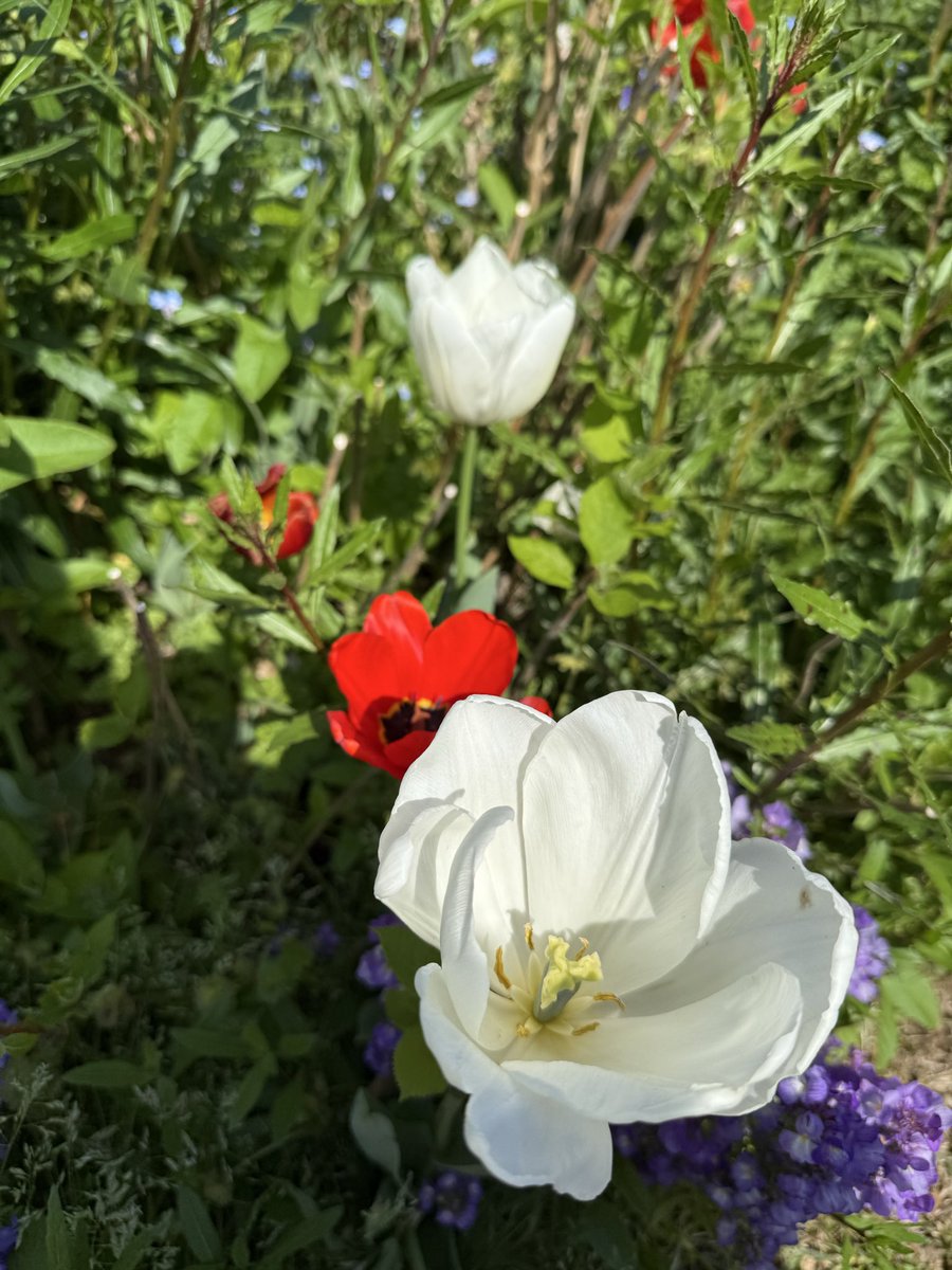 WireJess's tweet photo. Le printemps 😍 https://t.co/tI5uPthQeW
