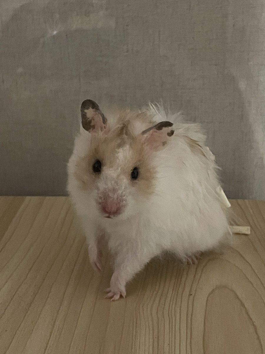 오늘 햄스터의 날이라길래 🐹💖 우리집 귀여운 아기천사 레전드 부기오브 더 부기가 빠질 수 없지