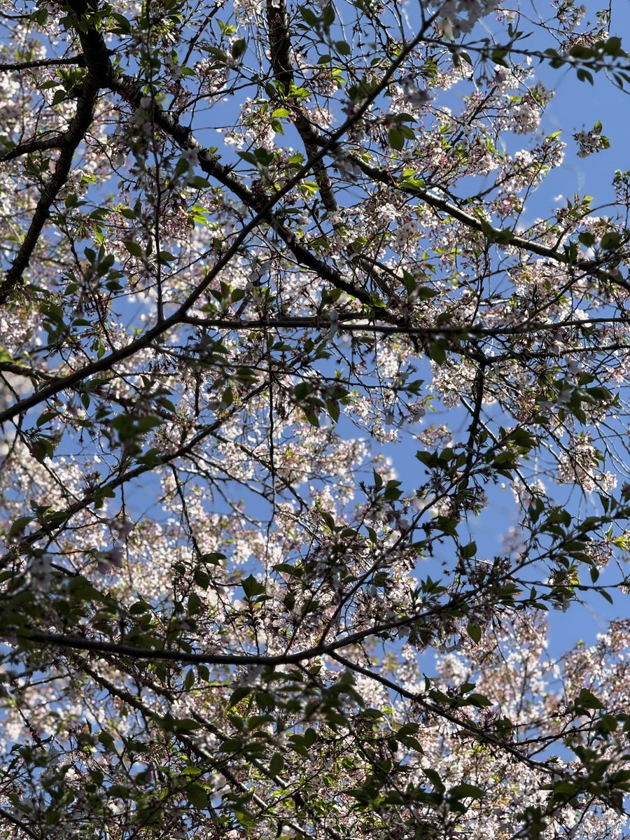 3ri797's tweet photo. 結構散っちゃったけど花見🌸 https://t.co/QbVanXqqYr