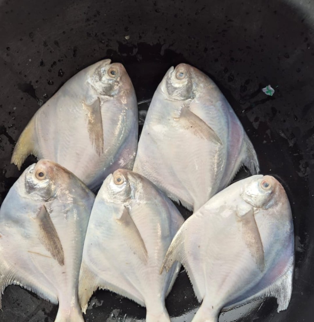 Richard_mkm's tweet image. Early  birds catch good Pomfret 
#Fish 
#Goa 
#luiza 
#Nustekann
#Nustem
